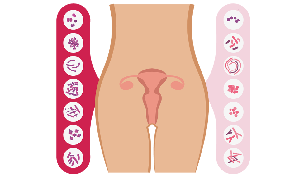endometrial microbioma